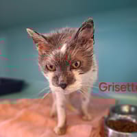 Grisette, chatte à adopter