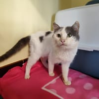 MINIMUS promis, chat à adopter