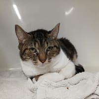 Sushi, chatte à adopter