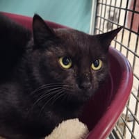 HAROLDA QCT, chatte à adopter