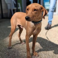 BUCK, chien à adopter