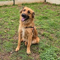 YUKA, chienne à adopter