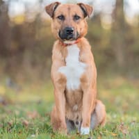 COCO PAA24089, chien à adopter