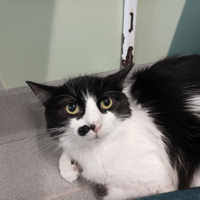 EVOLI, chatte à adopter