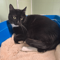 Bagherra, chat à adopter