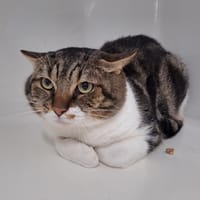 GARFIELD, chat à adopter