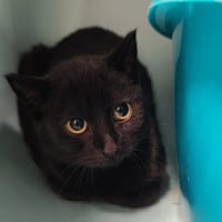 RUSTIK QCT, chatte à adopter