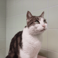 RUSTYCHOU, chat à adopter