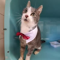GRIBOUILLE, chat à adopter