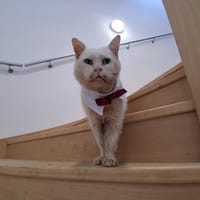 LIPTON, chat à adopter
