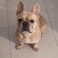 Vodka, chien à adopter