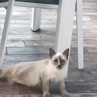 heidi, chatte à adopter