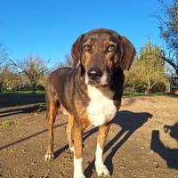 Samu, chien à adopter