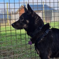 Bonnie, chien à adopter