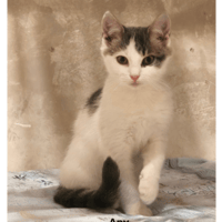 APY, chat à adopter