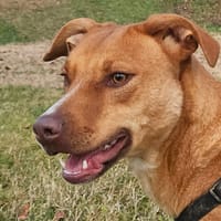 Elsa, cane femmina da adottare