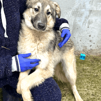 Oural, chien à adopter