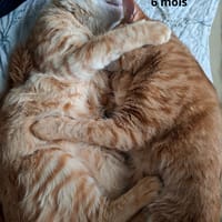 FOXY et O'MALLEY, chat à adopter