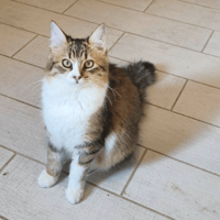 HELFIA, chatte à adopter