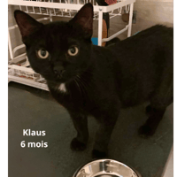 KLAUS, chat à adopter