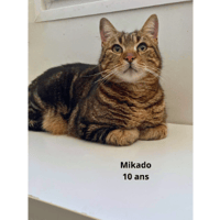 MIKADO, chat à adopter