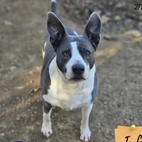 Scrapy, chien à adopter