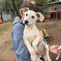 lucie, chienne à adopter