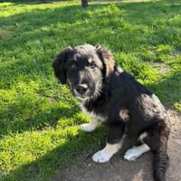 nero, chien à adopter