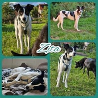 Zita wartet auf ein liebevolles Zuhause, Hündin zur Adoption