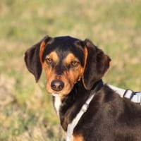 Xenon wünscht sich seine Familie, Hund zur Adoption