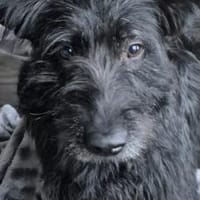 Hat sich Pineta in dein Herz geschlichen, Hündin zur Adoption