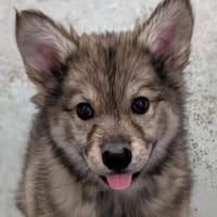 Welpe RONDA, Hündin zur Adoption