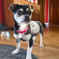 🐾 Leni  Ein kleines Wunder mit großem, Hündin zur Adoption