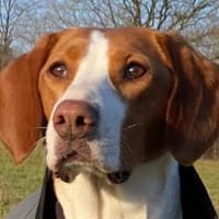 Rosie 💗 wartet in 23617 Stockelsdorf, Hündin zur Adoption