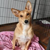 Schenkst du Speranta ein neues Leben?, Hündin zur Adoption