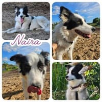 Naira wartet auf ein liebevolles Zuhause, Hündin zur Adoption