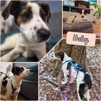 Haley wünscht sich ein liebevolles Zuhau, Hündin zur Adoption