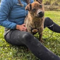 Einfühlsames Zuhause für Tobi gesucht, Hund zur Adoption