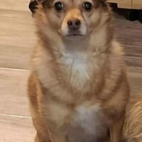 Isa - hat ein ruhiges Wesen, Hündin zur Adoption