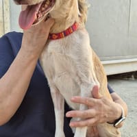 Dylan, liebenswerter, sanfter Opa, Hund zur Adoption