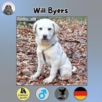 Will sucht sein Zuhause, Hund zur Adoption