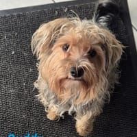 Buddy, Hund zur Adoption