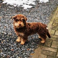 Kelly,lieb u. verschmust, Hündin zur Adoption