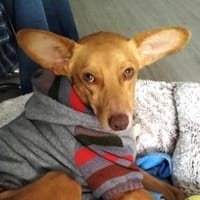 Kira12 sucht ein Zuhause, Hündin zur Adoption