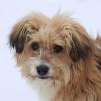 Willi, geb. ca. 09/2023, 30655 Hannover, Hund zur Adoption