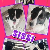 Traumhündin Sissi auf PS in 91247, Hündin zur Adoption