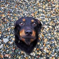 Turbo sehr lieb u. anhänglich, Hund zur Adoption