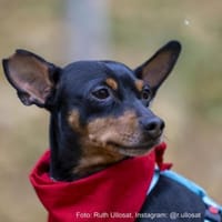 Toby13 sucht ein Zuhause, Hund zur Adoption