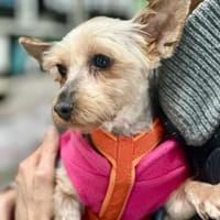 Joana   72664 Kohlberg, Hündin zur Adoption