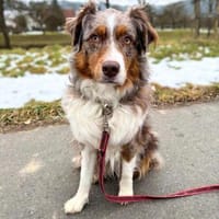 Holly - suchen ländliches,ruhiges Heim, Hündin zur Adoption